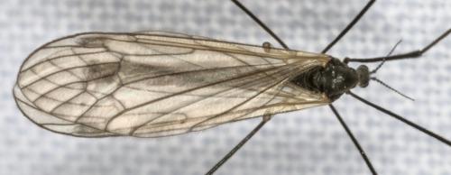 Prionolabis hospes